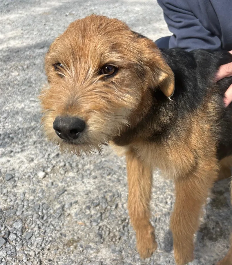 Hawk Oiseau thumbnail 4