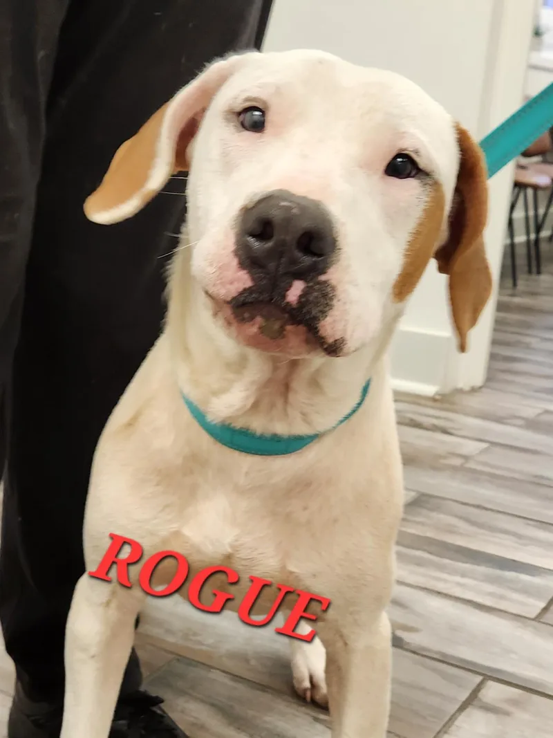 Rogue Marvel thumbnail 2