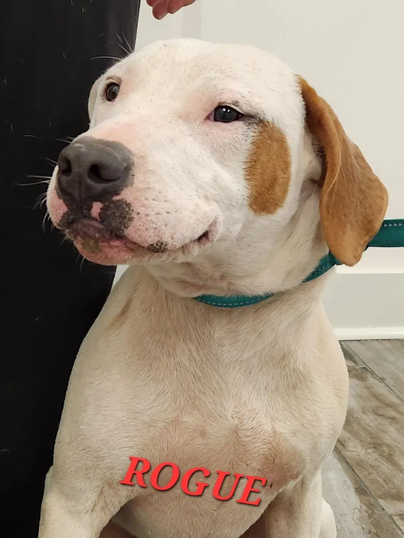 Rogue Marvel thumbnail 3