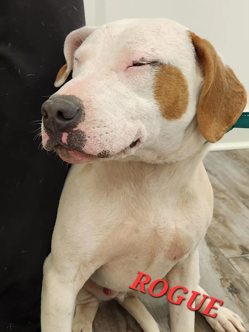 Rogue Marvel thumbnail 4