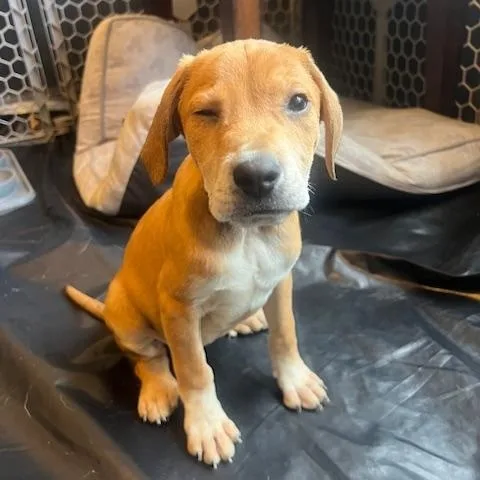 Rosie Green thumbnail 2