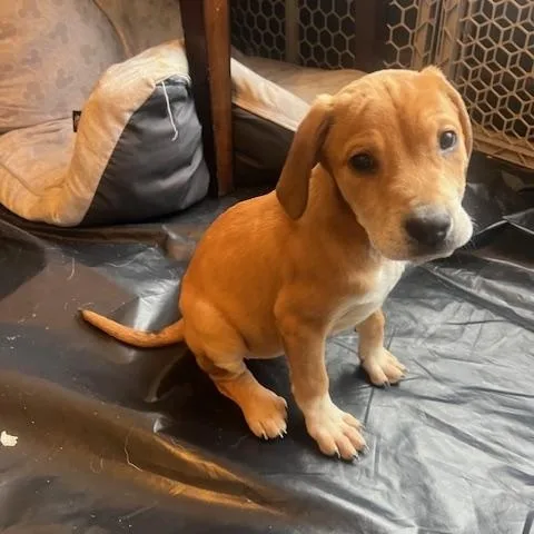 Rosie Green thumbnail 3