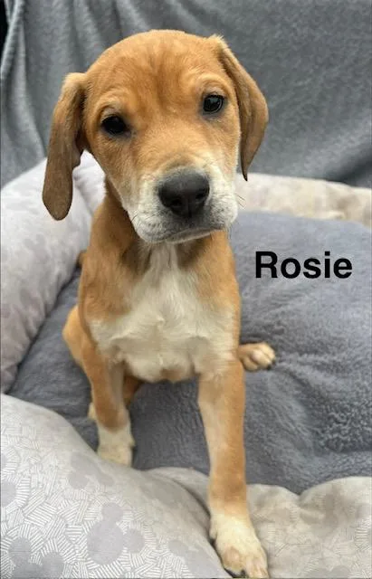 Rosie Green thumbnail 4