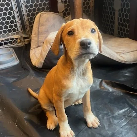 Rosie Green thumbnail 5