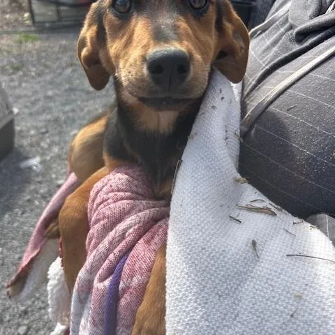 Sparrow Oiseau thumbnail 2