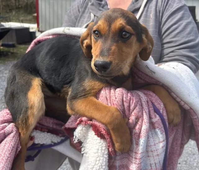 Sparrow Oiseau thumbnail 3