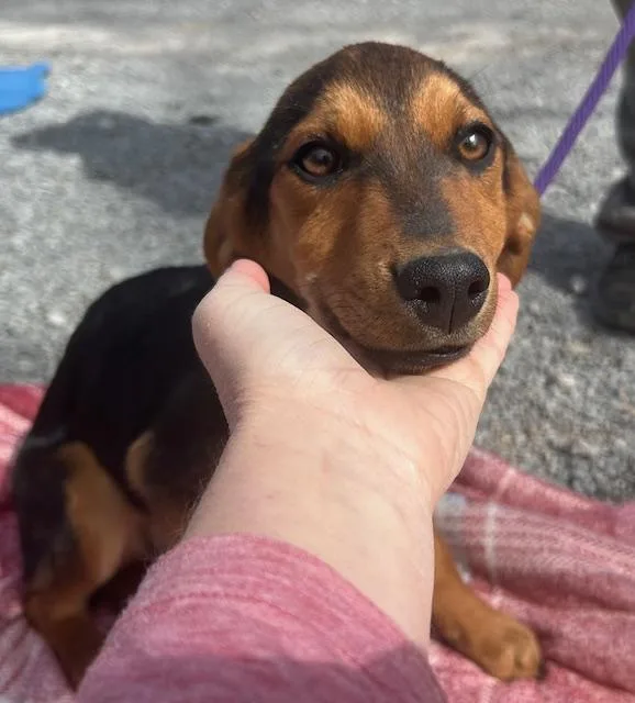 Sparrow Oiseau thumbnail 4