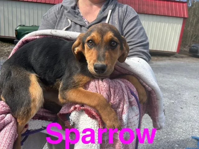 Sparrow Oiseau thumbnail 5