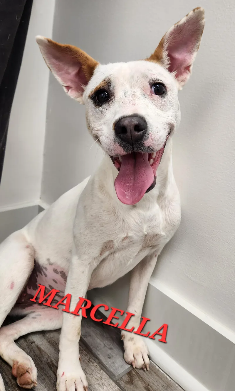 Marcella Marvel thumbnail 2