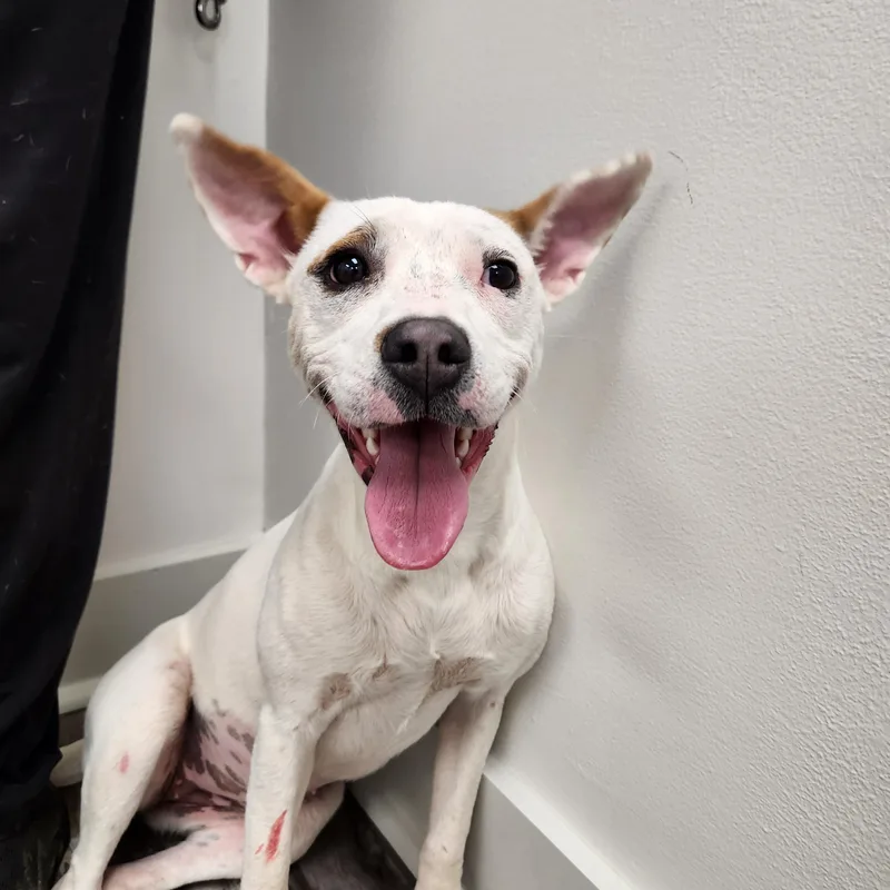 Marcella Marvel thumbnail 3