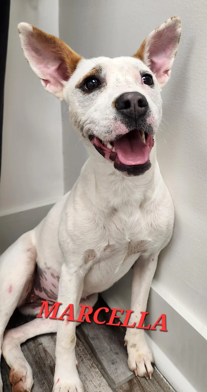 Marcella Marvel thumbnail 4