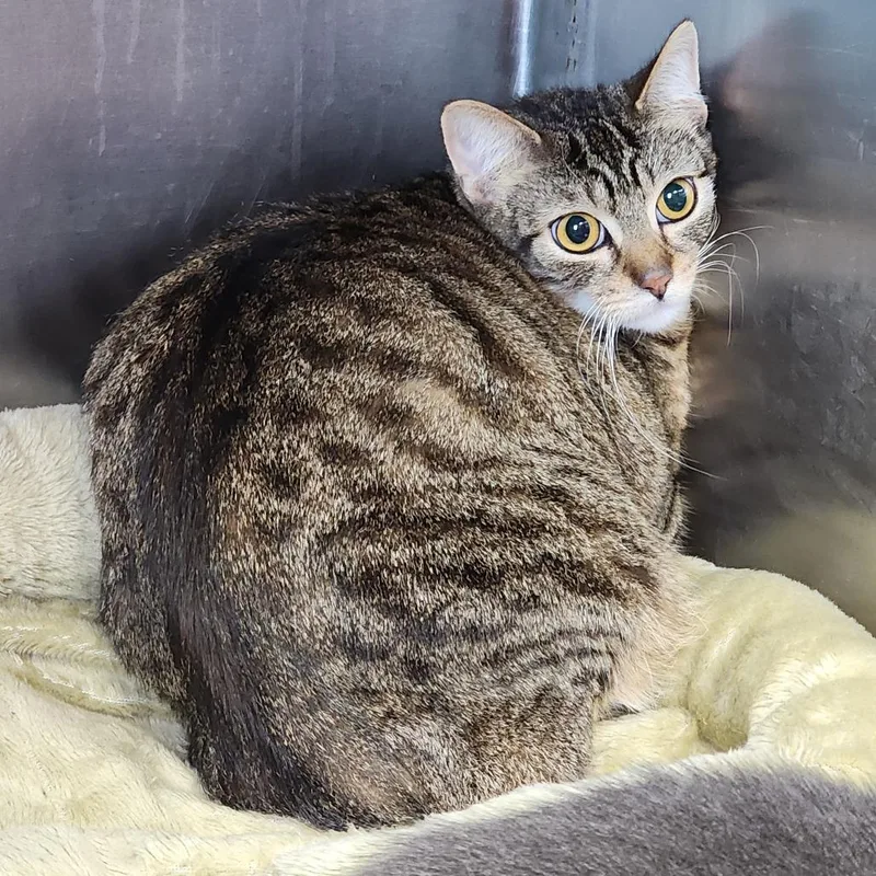 Marmalade thumbnail 2