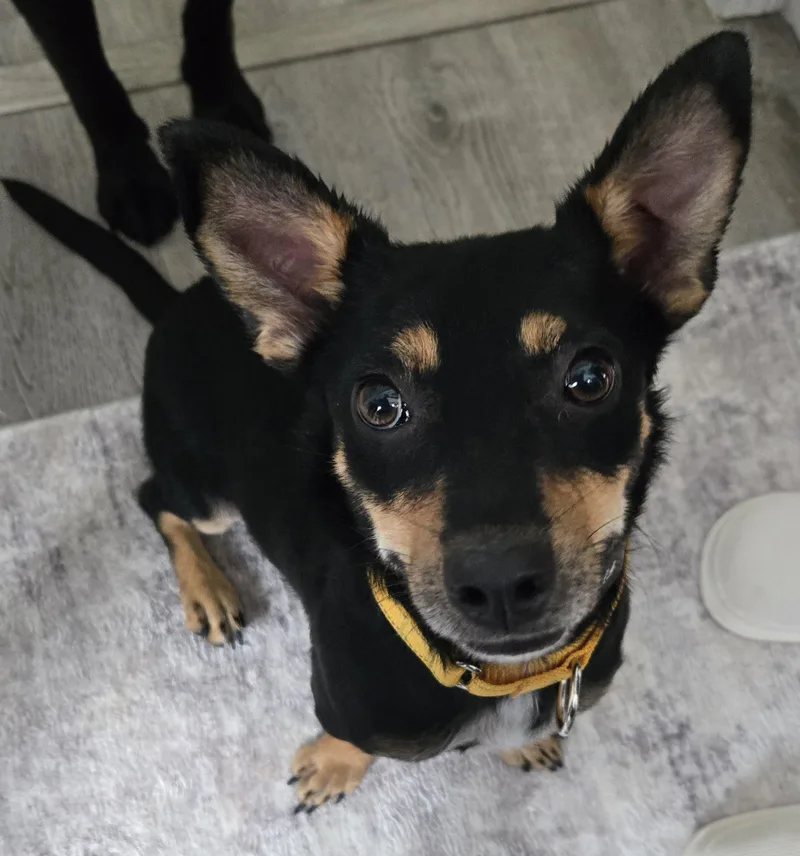 Momma Shyla Shortcake 