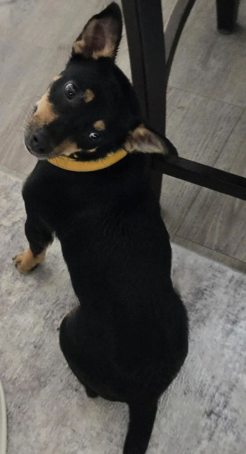 Momma Shyla Shortcake  thumbnail 2