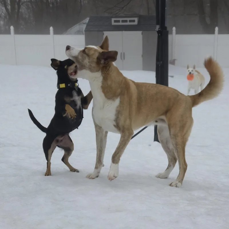 Momma Shyla Shortcake  thumbnail 3