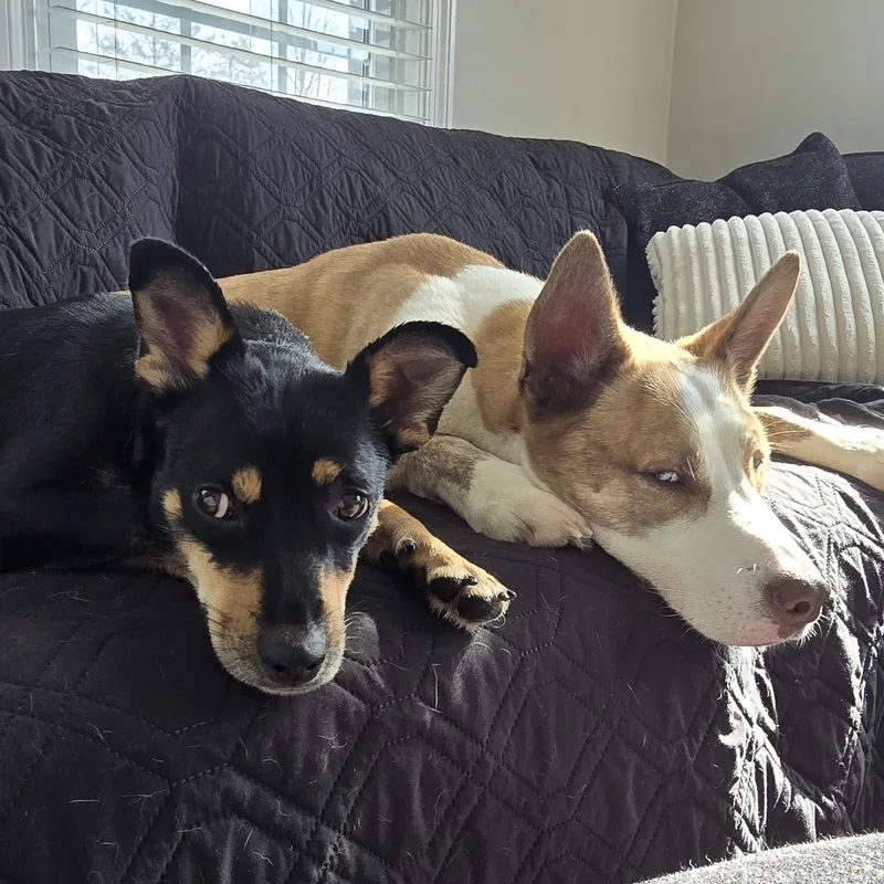 Momma Shyla Shortcake  thumbnail 5