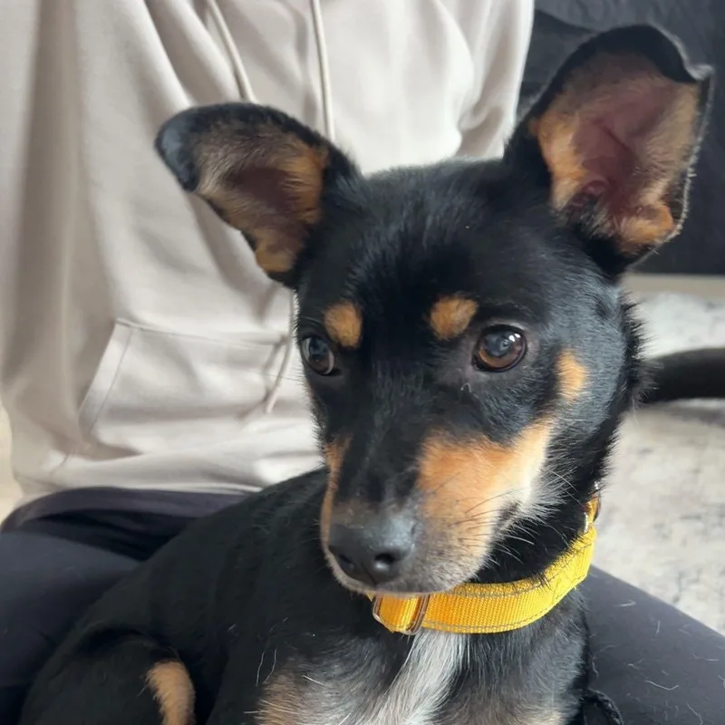 Momma Shyla Shortcake  thumbnail 6