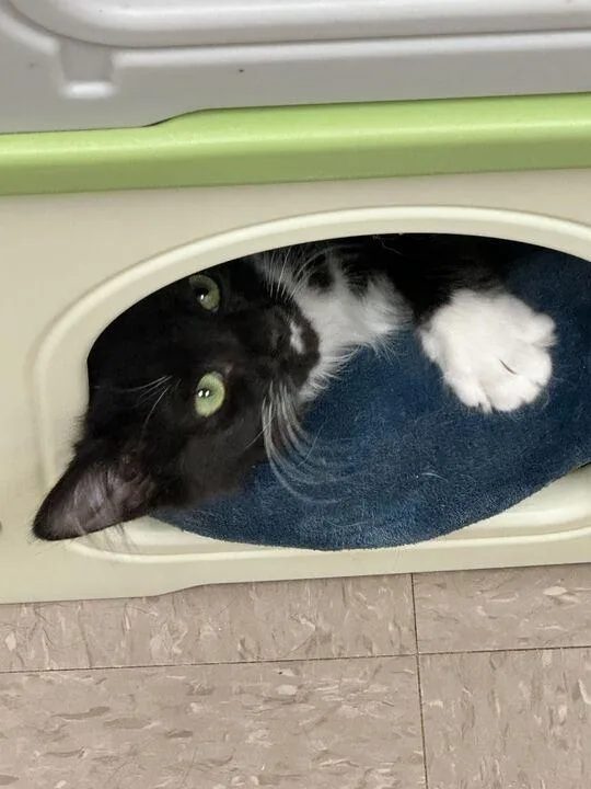 Machine Girl thumbnail 2