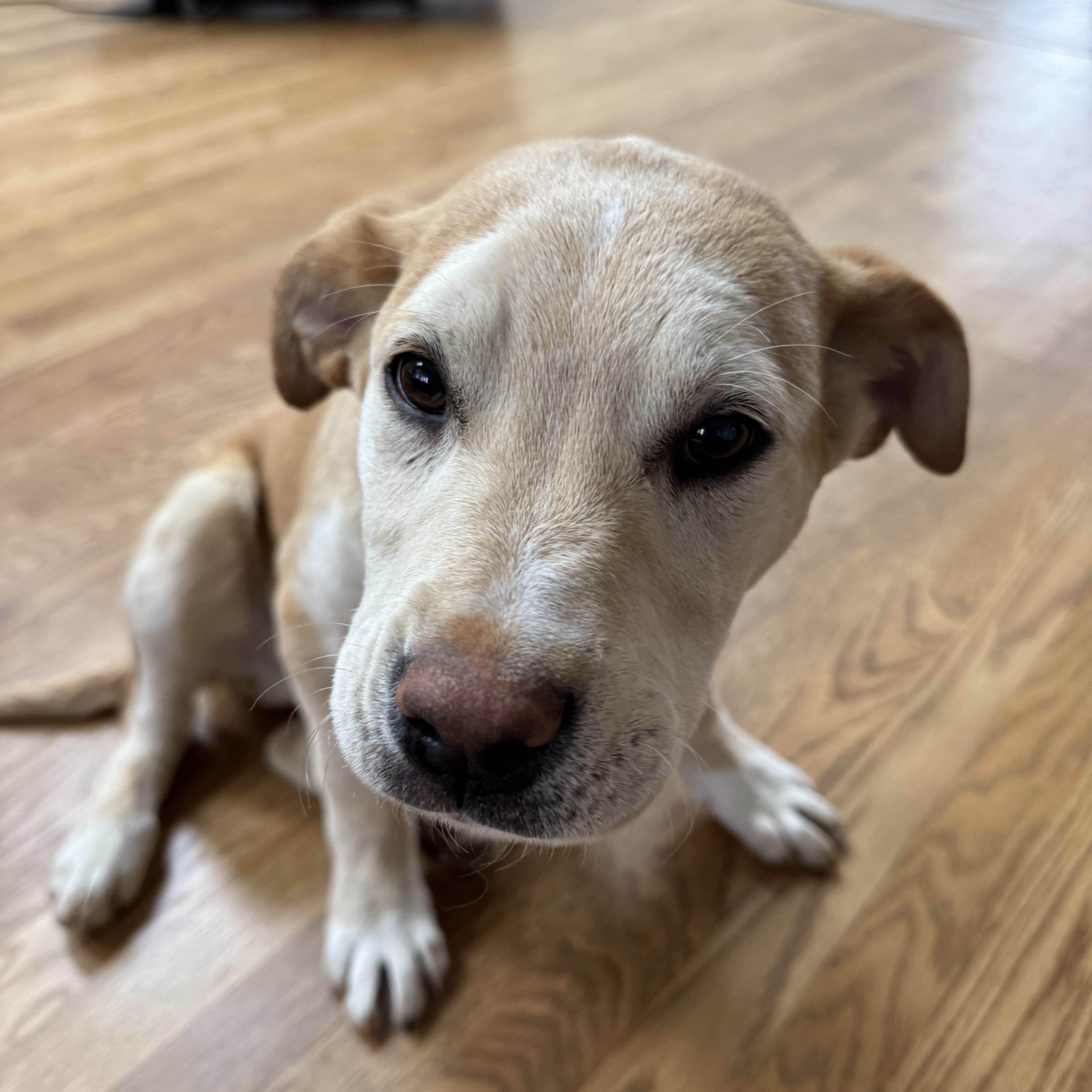 Hooch Spirits  Local