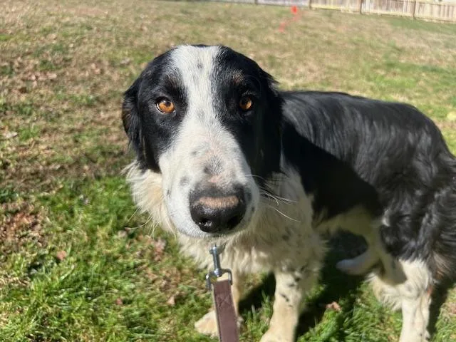 Ivar Talent thumbnail 4