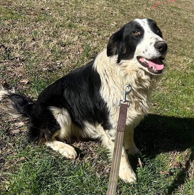 Ivar Talent thumbnail 5