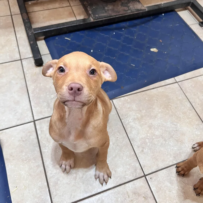 Jetson Zoom thumbnail 3