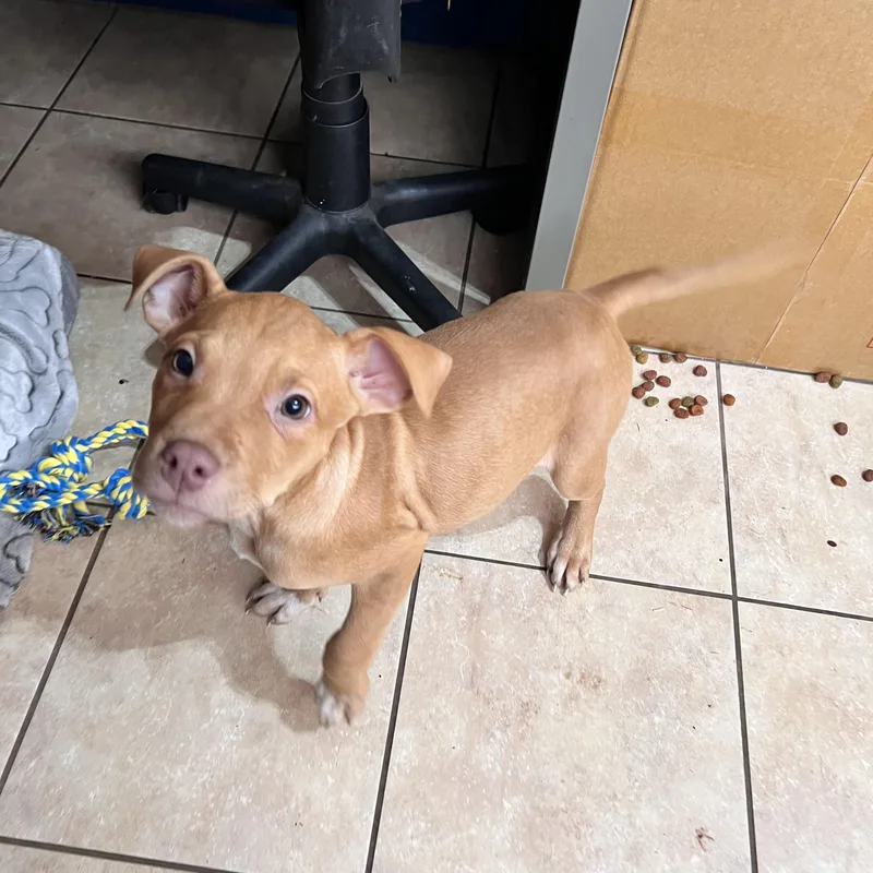 Jetson Zoom thumbnail 4