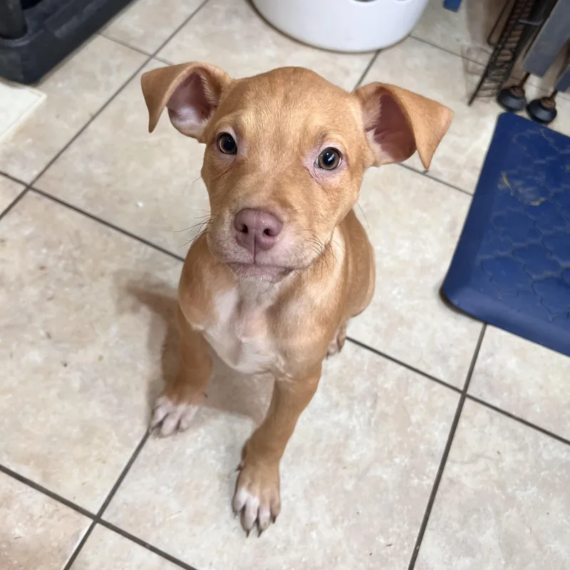 Jetson Zoom thumbnail 5