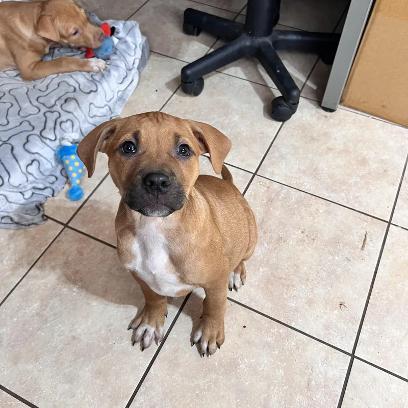 Jumbo Zoom thumbnail 2