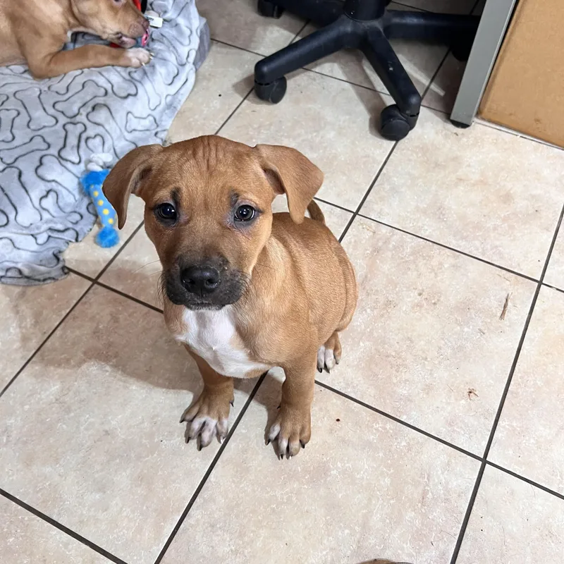 Jumbo Zoom thumbnail 5