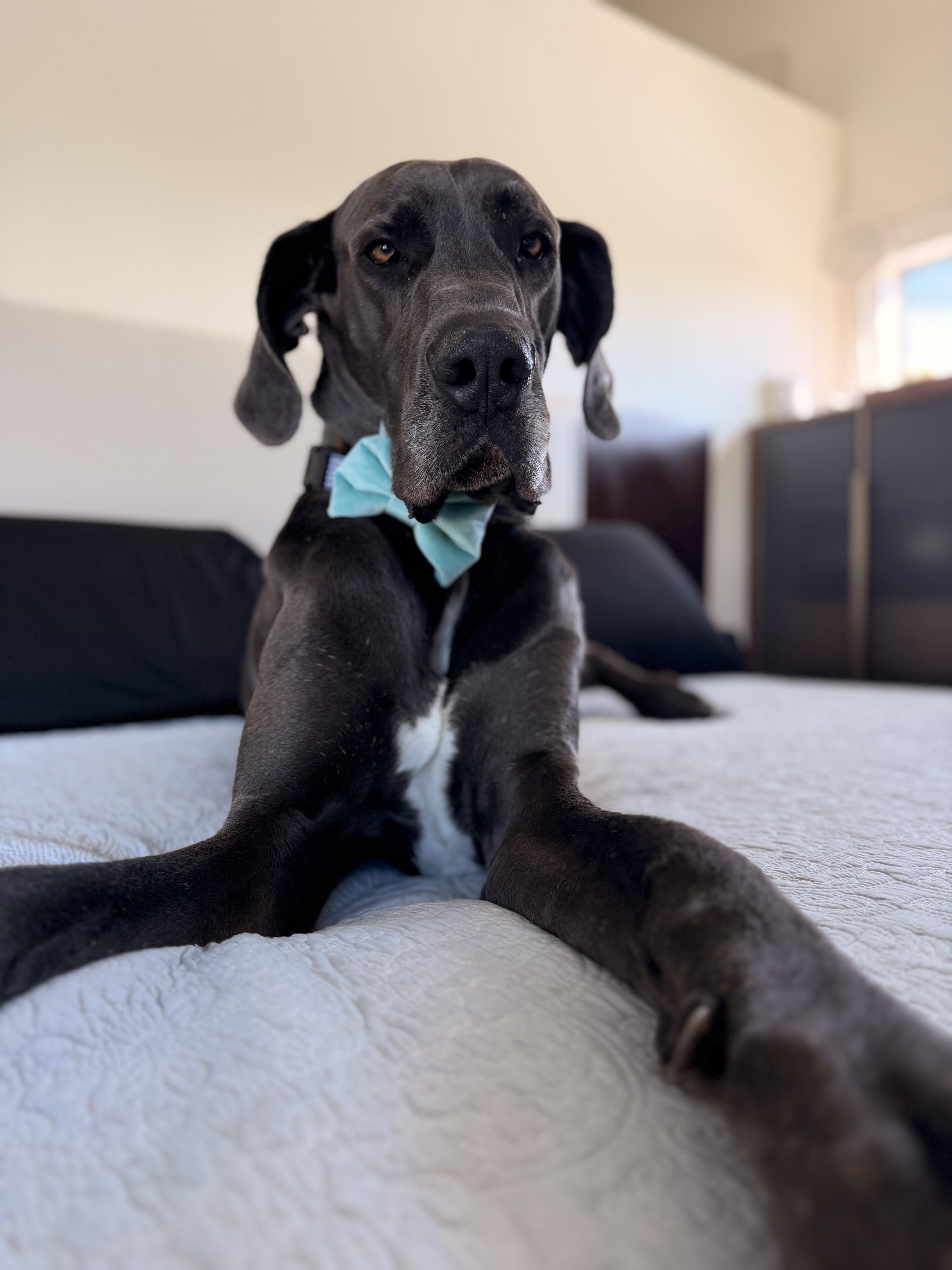 Benedict thumbnail 4