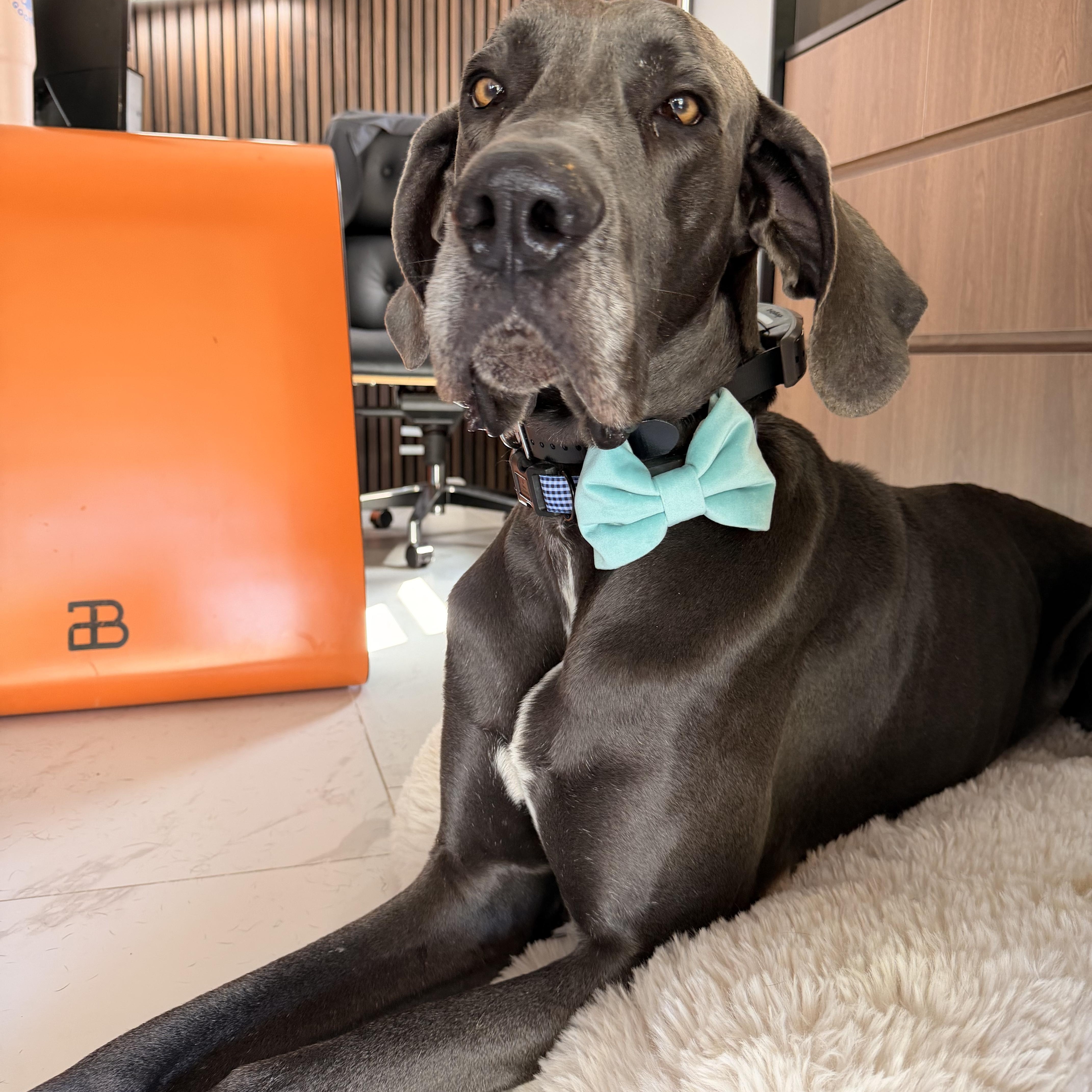 Benedict thumbnail 6