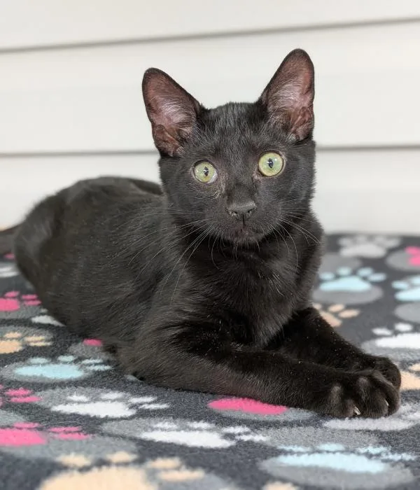 Raggedy Andy thumbnail 3