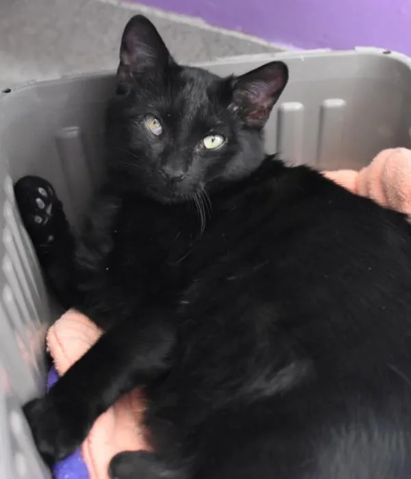 Raggedy Andy thumbnail 4