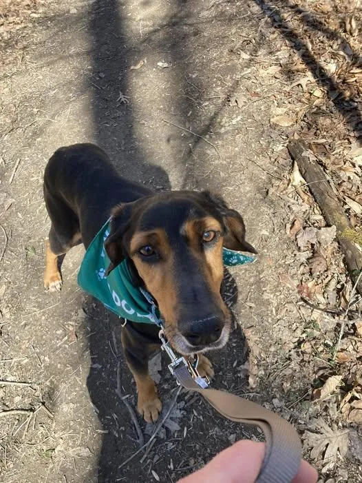 Studebaker thumbnail 2