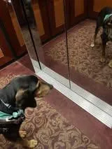 Studebaker thumbnail 3