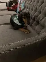 Studebaker thumbnail 4