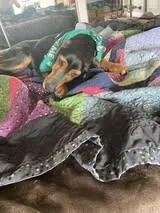 Studebaker thumbnail 5