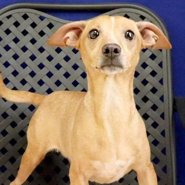 Seraphina thumbnail 2