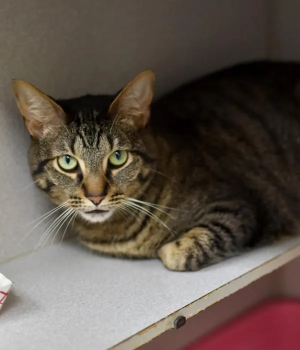 Kylo Ren thumbnail 3