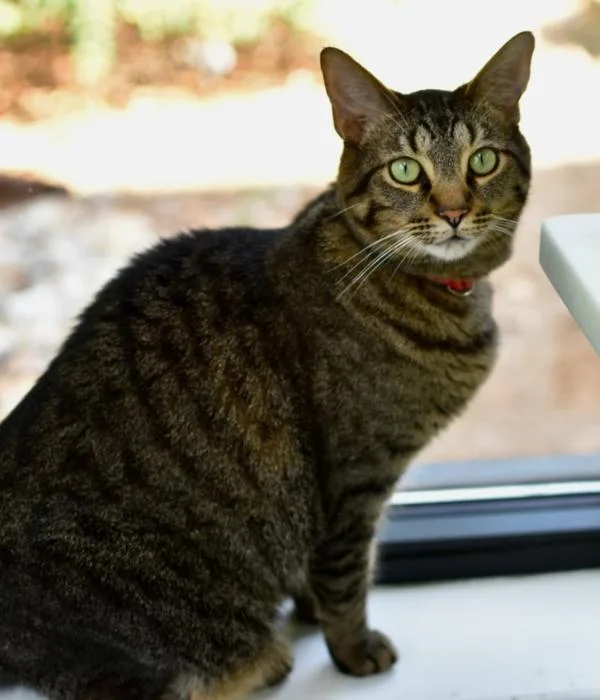 Kylo Ren thumbnail 4