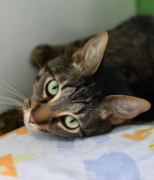 Kylo Ren thumbnail 5