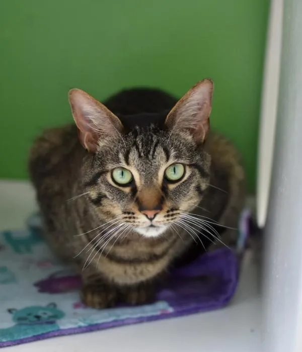 Kylo Ren thumbnail 6