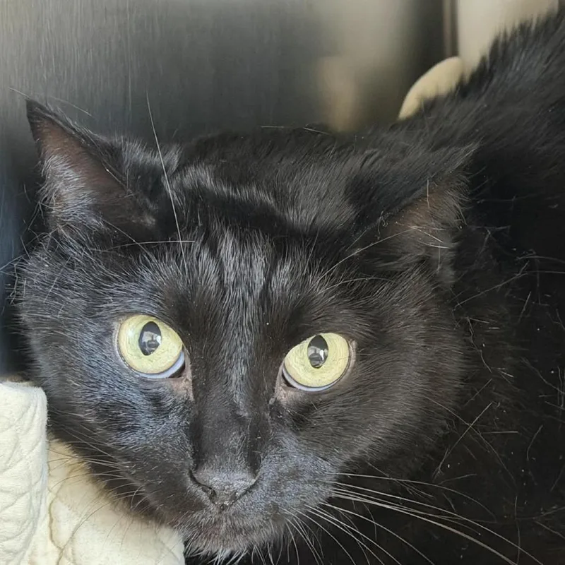 Black Jack thumbnail 2