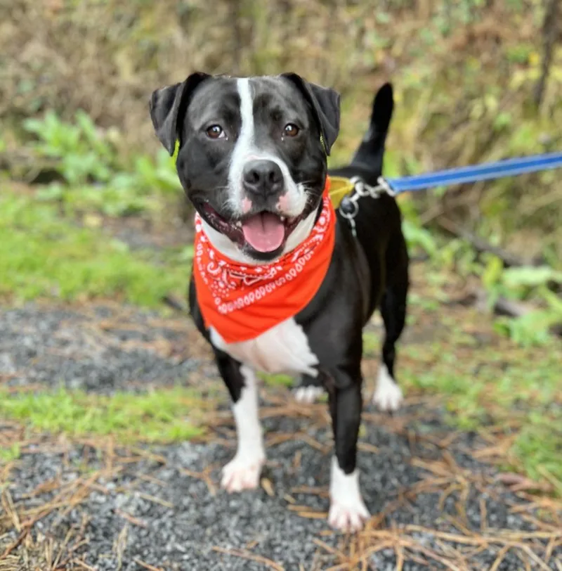 An adult medium-sized male Mixed Breed dog named Blue for adoption in Ellijay, GA