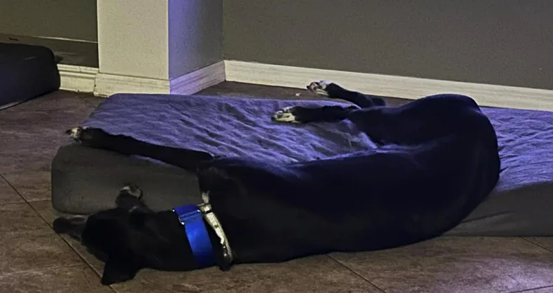 Eat My Diva thumbnail 5