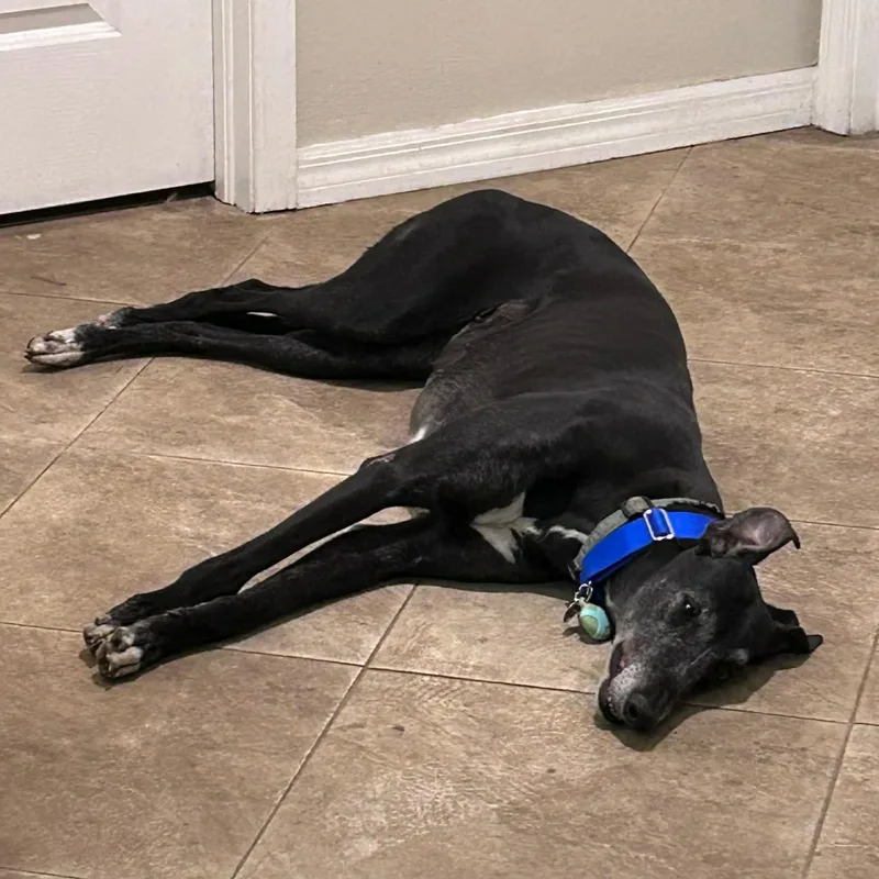 Eat My Diva thumbnail 6