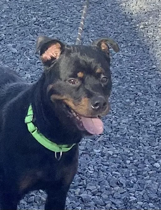 Dandalion thumbnail 2