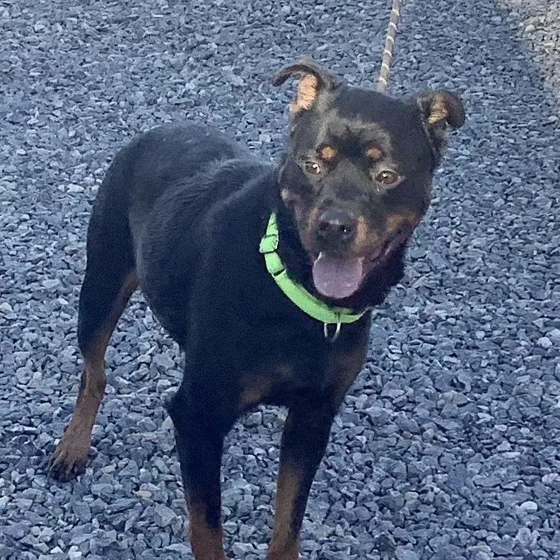 Dandalion thumbnail 3