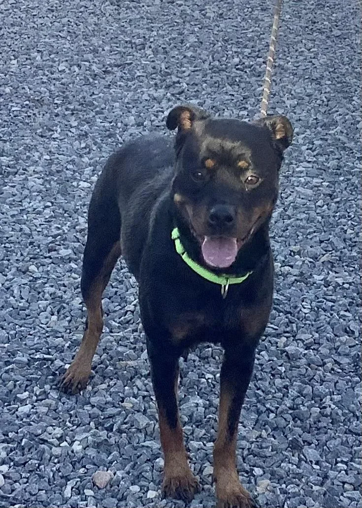 Dandalion thumbnail 4